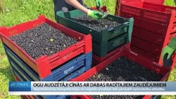 Ogu audzētāji: Bez lielāka atbalsta nāksies samazināt ieguldījumus