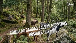 How Goats Are Saving Our Forests Today - TvAgro by Juan Gonzalo Angel